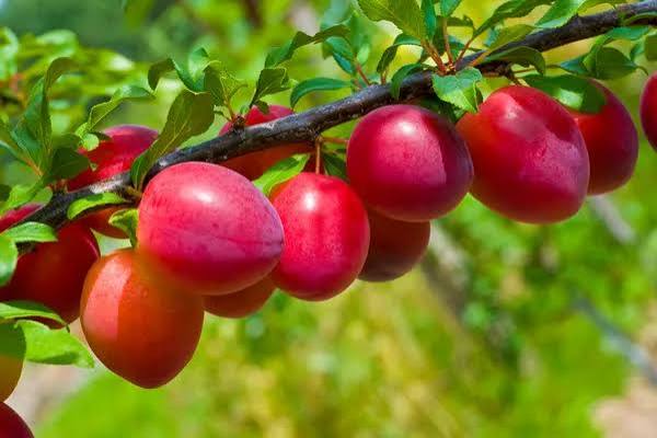 Plum Plants — Exotic Fruits sapling available at Agro Nursery Garden